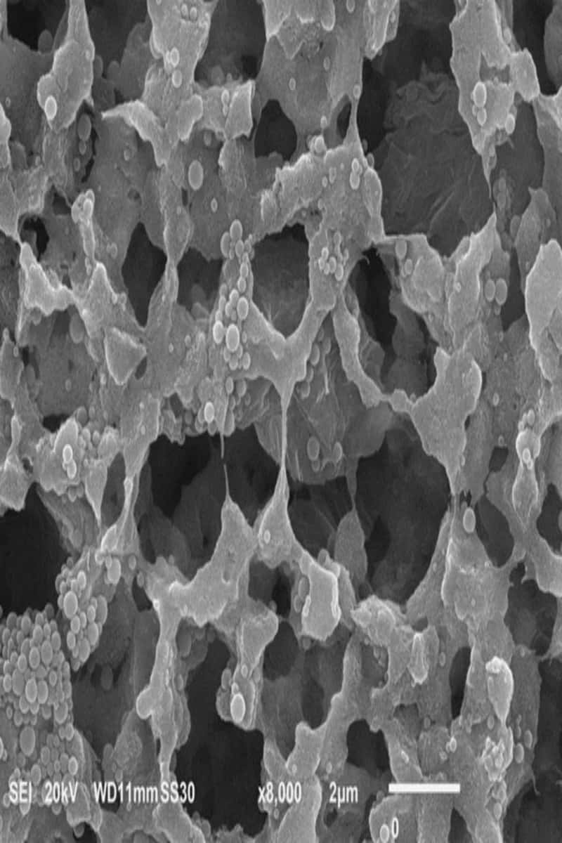 Graphene-PVDF Nanocomposite Membrane Advanced